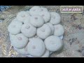 أسهل طريقة لعمل غريبة العيد الناعمه من مطبخى سهام سليمان أحلي غريبه بأسهل مقادير 