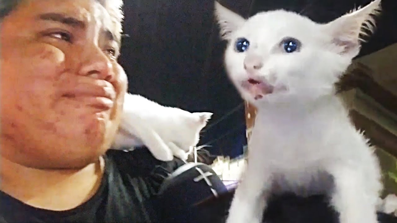 snowball effect THIS KITTEN MELTED MY HEART - I HAD TO SAVE IT :´(