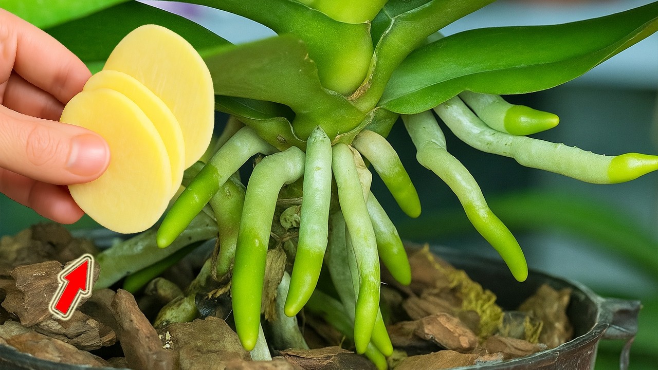 Положите тонкий ломтик в горшок с орхидеями! Сотни веточек орхидеи расцветут!