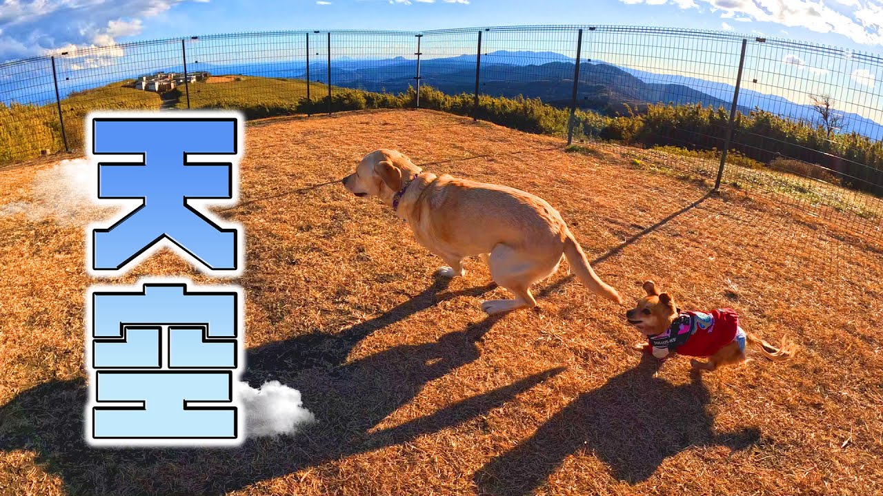 【デート】箱根にある天空のドッグランで遊ぶのんびりラブラドールとおてんばチワックスがかわいすぎる【大型犬】【ミックス】