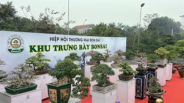 Dàn HỘI TM BONSAI tại TLSVC hội 1978. KM 13/12/2025 Duy Tiên Hà Nam| Quảng Tùng
