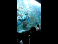 しものせき水族館 海響館 の動画、YouTube動画。