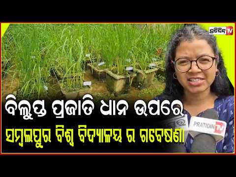 ବିଲୁପ୍ତ ପ୍ରାୟ ୨୫୦ ପ୍ରଜାତି ଧାନ ଉପରେ ସମ୍ବଲପୁର ବିଶ୍ୱ ବିଦ୍ୟାଳୟ ର ଗବେଷଣା ! Sambalpur University