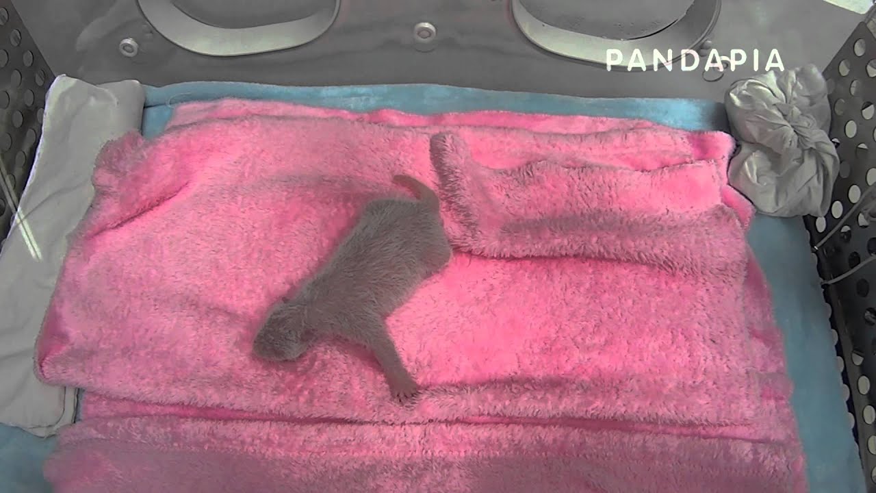 pandapia 20140721-101500-月亮室內-成績孩子-成績的孩子排完便後，努力的繙動著自己弱小身軀，看起來很好動阿 pandas merge