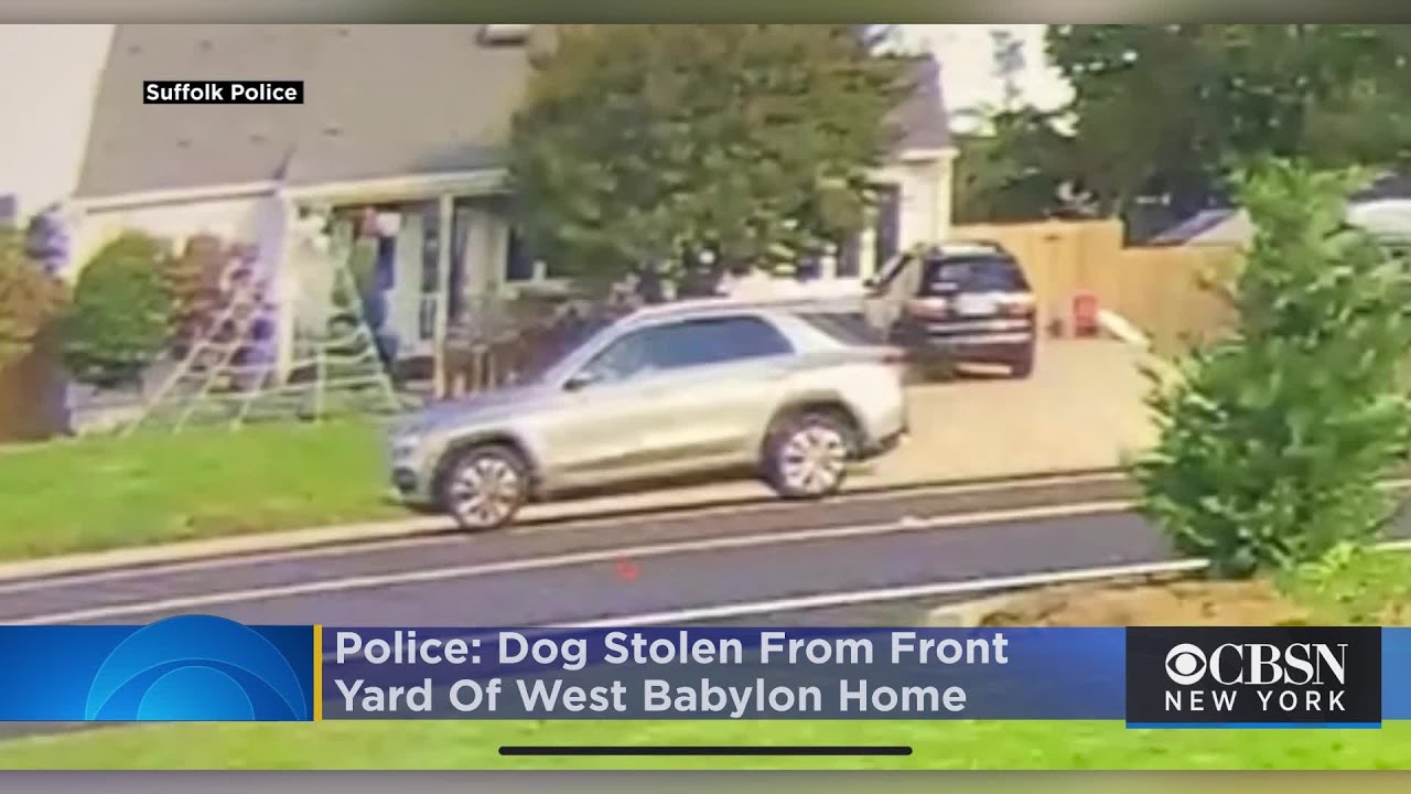 Police: Dog Stolen From Front Yard Of West Babylon Home
