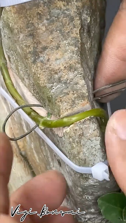 Making Bonsai Trees Grow on Rocks