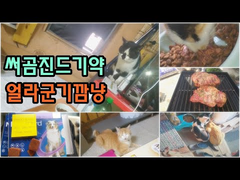 만두,깜냥,얼줌캔,써곰 고등어,진드기약,연탄,시멘트,만두