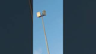 Suara cendet asli alam liar