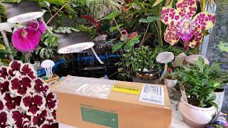 New Grow Lights and Unboxing Special Plants