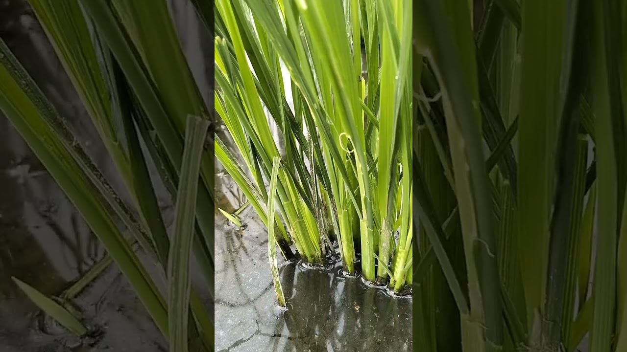 Setelah pupuk pertama dan sprai hama inilah pertumbuhannya.