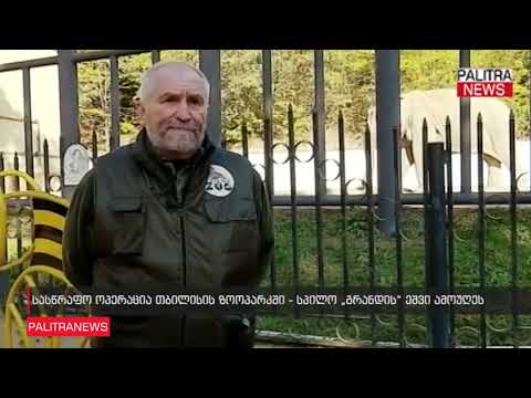 სასწრაფო ოპერაცია თბილისის ზოოპარკში - სპილო გრანდის ეშვი ამოუღეს