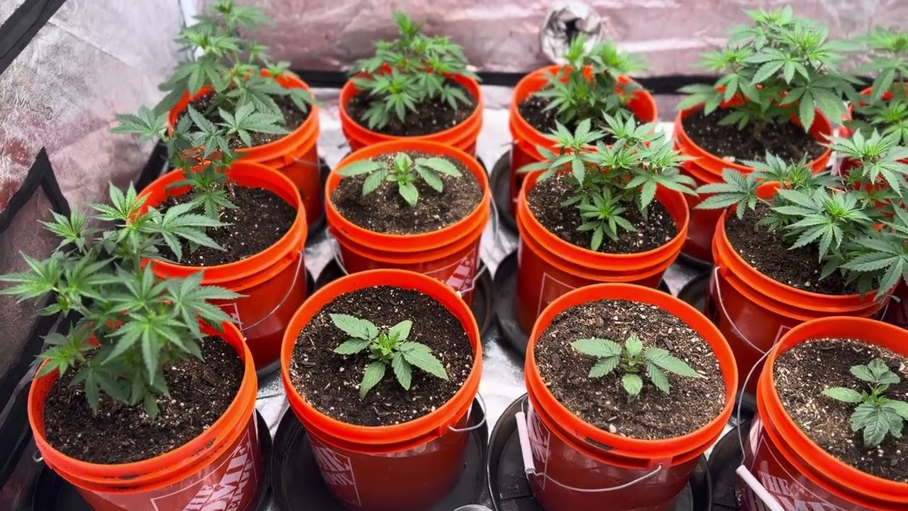 2026, неделя 4 выращивания овощей