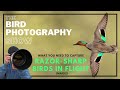 What You NEED to Take RAZOR-SHARP Birds in FLIGHT Images!