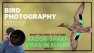 What You NEED to Take RAZOR-SHARP Birds in FLIGHT Images!