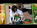 HOW TO DRY MINT LEAVES FOR COOKING AND FOR TEA - WITHOUT DEHYDRATOR - DRYING HERBS AT HOME