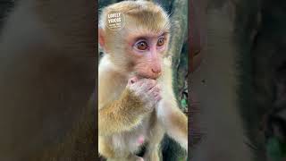 Looks Lovely Big Baby Monkey Hungry Food0658