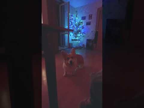 Sid wishes everyone a Happy New Year