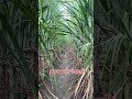 ट्रेंच सितम्बर की बुवाई #shortsfeed #agriculture #kisan