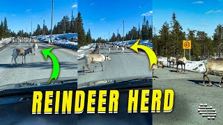 Large Herd Of Reindeer Spotted On The Road