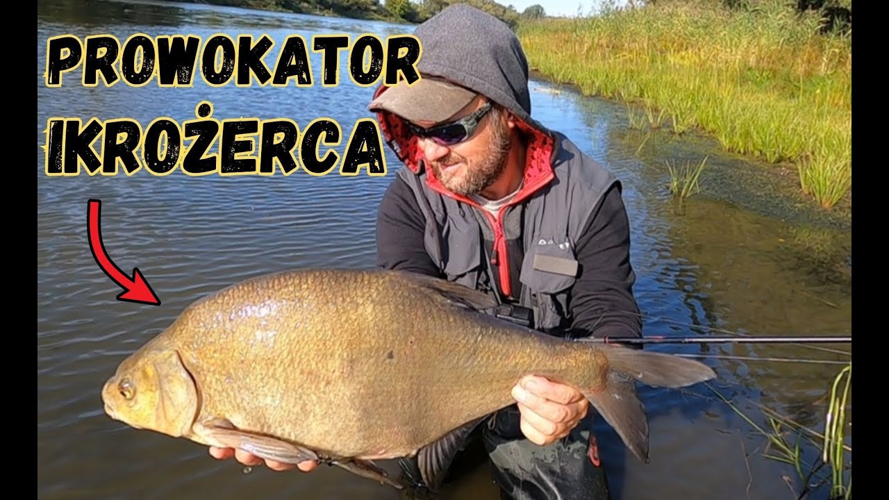 ...czyli WSZYSTKO o LESZCZACH - czy wyżerają IKRĘ? / odc.164