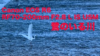 2021 09 19 「鷺のいる川」RF70-200mmF2.8で撮影