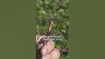 All about nitrogen in soybeans.