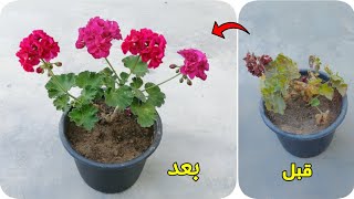 طريقة انقاذ وانعاش نبات الجارونيا الخبيزة الجرانيوم كما تسمونها