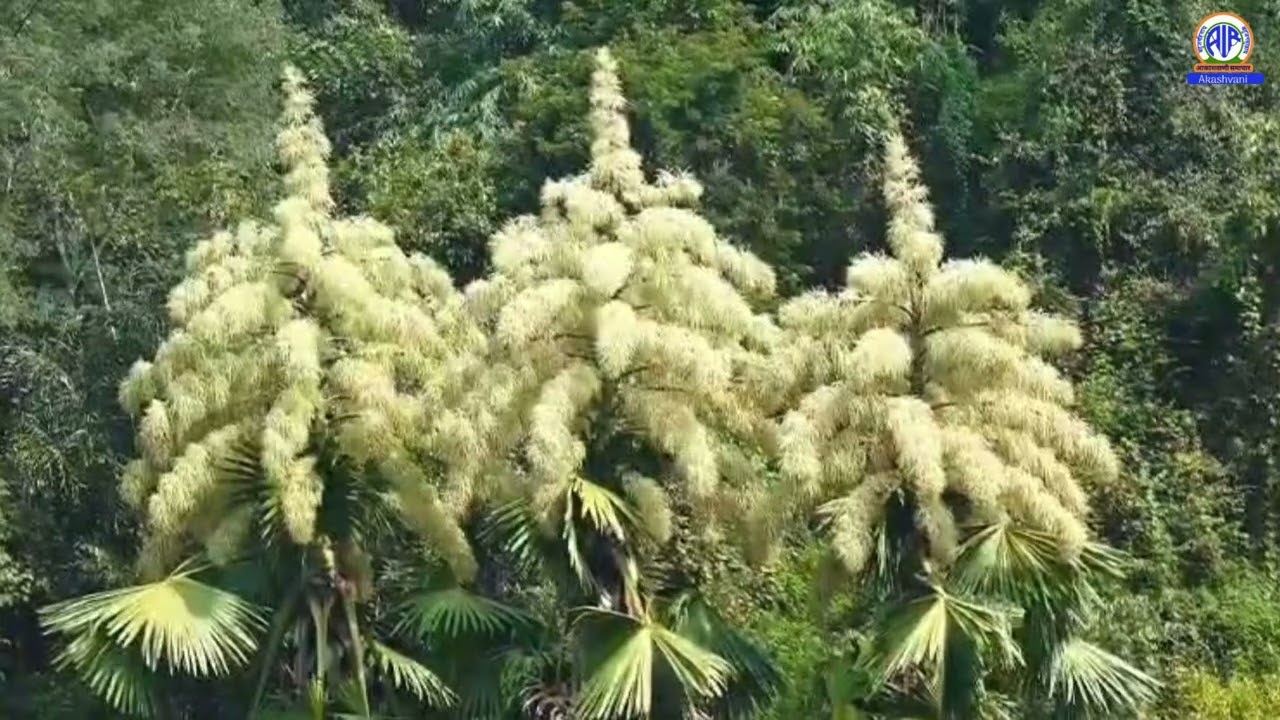 Talipot Palm / Kudappana bloom in Idukki # idukki 