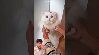 #trending #funny #cat #shortsfeed #shorts #youtubeshorts #viralshorts