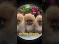 Do you love puppies