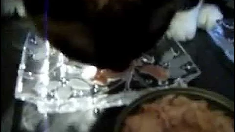 Video 6877701: siamese cat eating, pet food