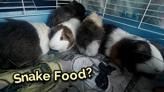 Guinea Pigs Saved From Being Snake Food