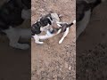 My Little Heart ❤️ #PuppiesOfyoutube #StreetDogCare #youtubeindia #viral #trendingnow