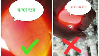 কবুতরের ডিমে বাচ্চা হবে কিনা তা আগে থেকে কিভাবে বুজবেন