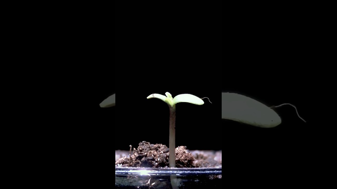 Beleaf in the process 🌱 