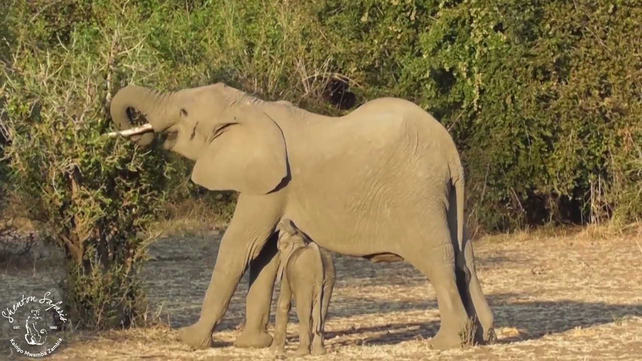 Shenton Safaris Feeding time for an elephant calf YouTube
