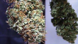 Mephisto grow, weigh in of 24 carat, and Deep Blue C cannabis
