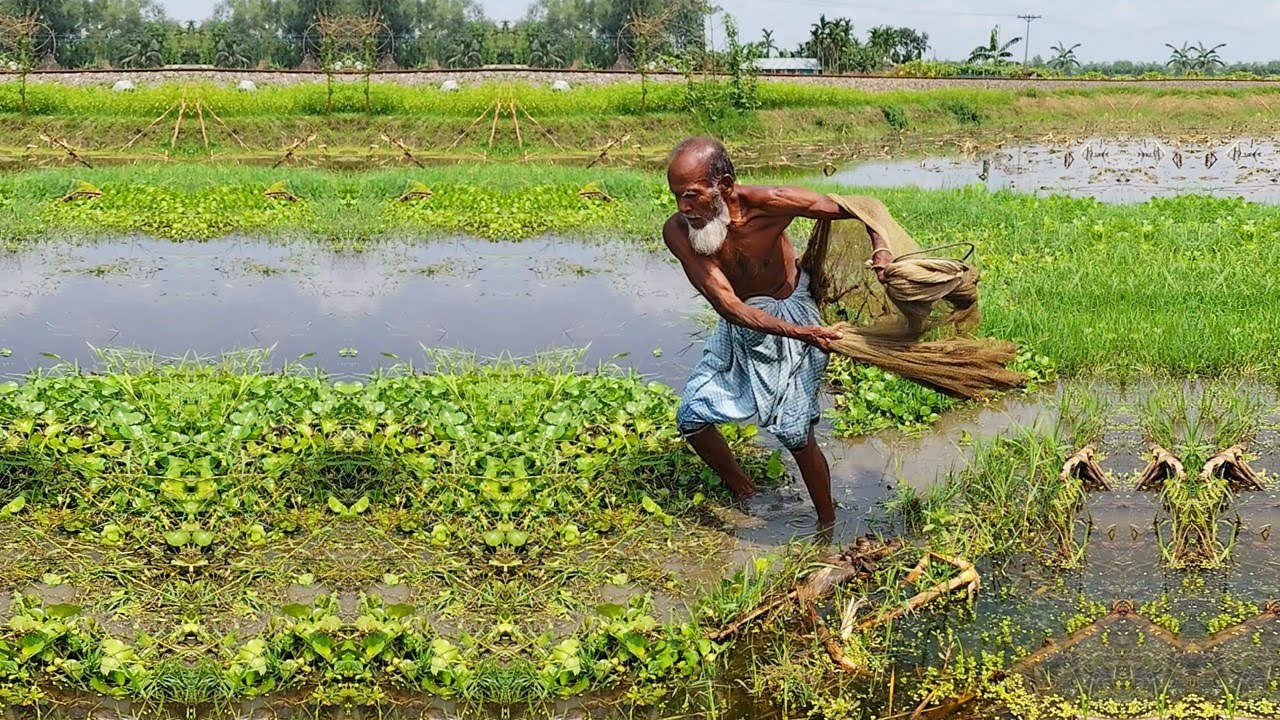 Village Cast Net Fishing Video - Amazing Net Fishing in Pond - Very Amazing Fishing Skill