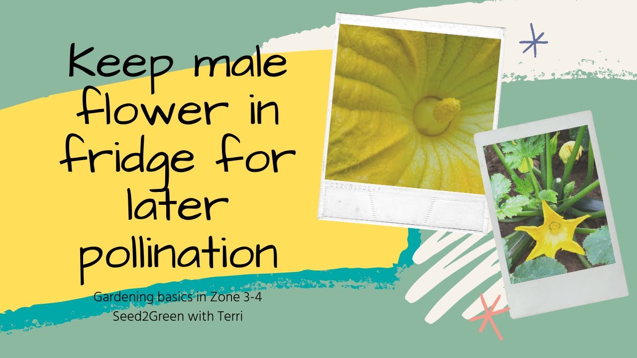 Storing male zucchini flower in fridge for later use YouTube