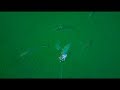 Mackerel Fishing (Underwater)