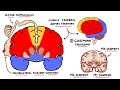 Middle Cerebral Artery Stroke Syndromes | MCA Stroke Syndromes (With Gerstmann Syndrome & Lesions!)