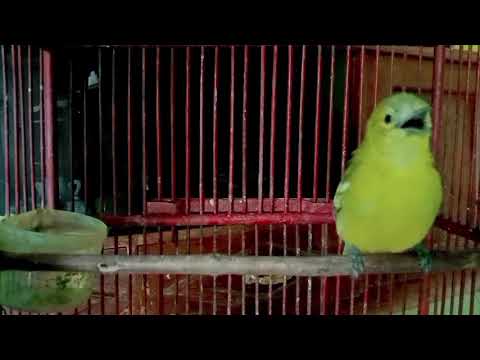 Masteran sirtu paling di cari‼️suara burung sirtu jantan gacor variasi buat memancing sirtu lain