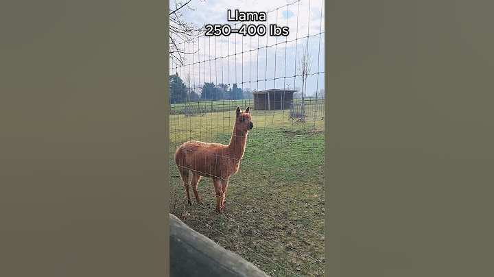 Who would win? Zebra vs Llama #wildanimals #wildlife #animallife #animals #animal #nature #biology