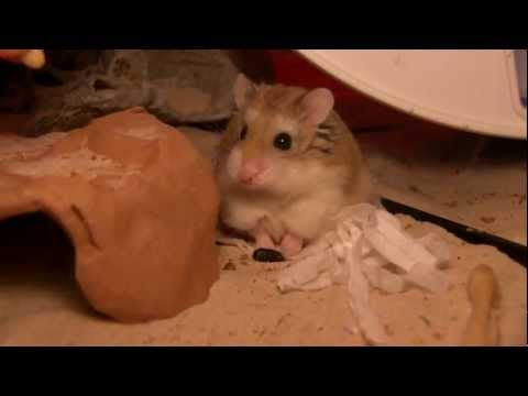 Feeding my hamster