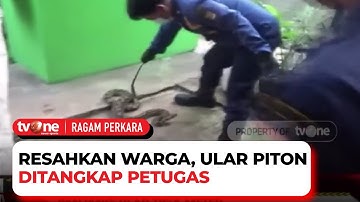 Kerap Mangsa Ternak Warga, Ular Piton Sepanjang Tiga Meter Ditangkap Petugas | Ragam Perkara tvOne