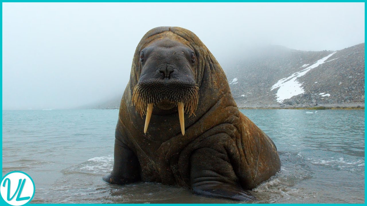 Моржи в тундре. Атлантический морж. Норвегия Шпицберген моржи. Морж в Арктике. Морж фото.