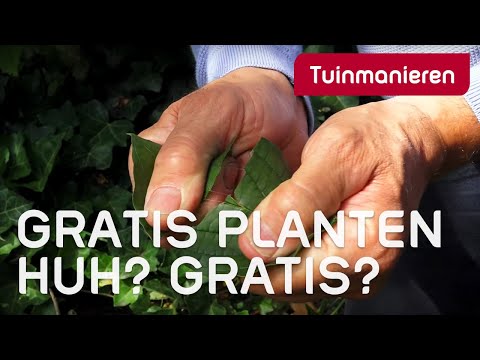 Video: Hoe vermeerder jy palmsade?