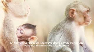 monkey facts#monkey#monkeyvideo#kidsvideo#kidslearning#mammals #animallover#forkids #uniquefacts