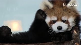 お手入れしながら眠くなっちゃうレッサーパンダ~Red Panda is sleepy