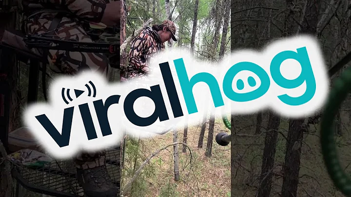 Black Bear Spots Hunters in Tree || ViralHog